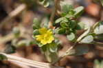 Little hogweed